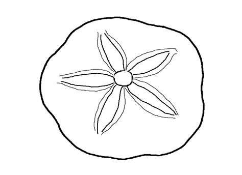 Sand Dollar Coloring Pages Clip Art Library
