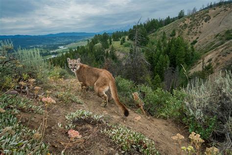 Eastern Cougars Declared Extinct—but That Might Not Be Bad