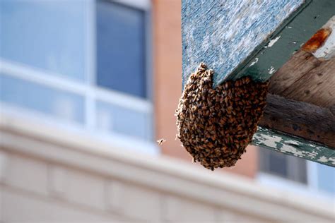 Thousands Of Bees Removed From Downtown Brooklyn Scaffold Downtown Brooklyn New York Dnainfo