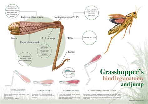 Grasshopper Diagram Photos Cantik