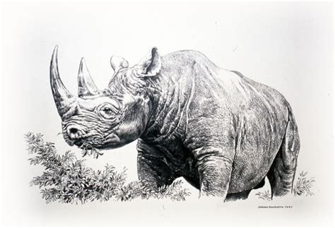 12 Johan Hoekstra 1997 Black Rhino Pencils 1997 Wildlife Art 800×