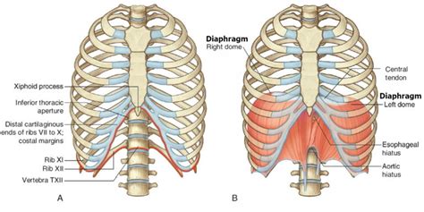 Diaphragm Muscle Diaphragm Location Function Of The Diaphragm