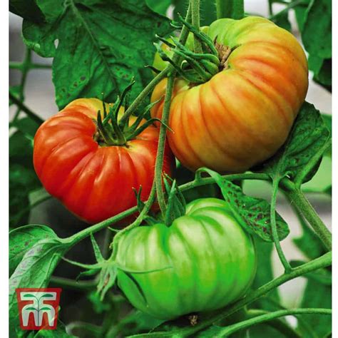 Tomato Gigantomo F1 Hybrid Seeds The Veggie Gardener