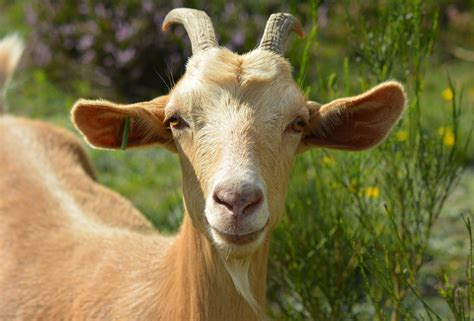 Encuesta Definitiva ¿quién Es El Goat Del Tenis Forocoches