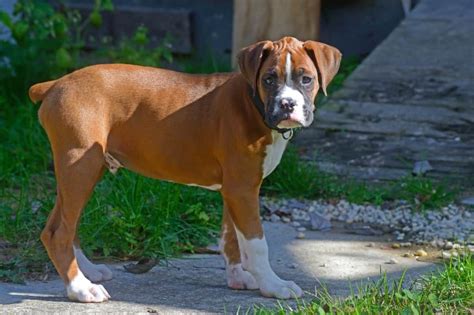 How To Put Weight On A Boxer Dog The Right Way 2023