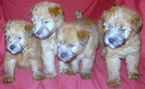 Soft Coated Wheaten Terrier Puppies Photo And Wallpaper Beautiful Soft