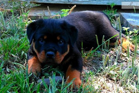 None of our great accomplishments would have been possible without the help of our great friends and business partners. Chopper: Rottweiler puppy for sale near Joplin, Missouri. | 2cbb392f-ac81