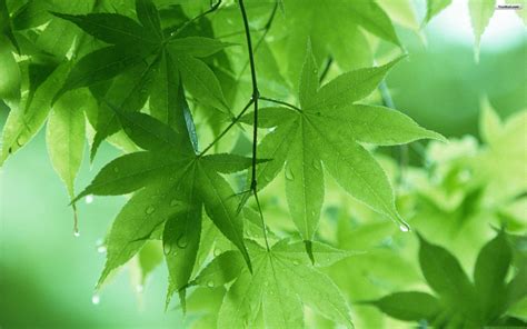 Green Leaf Wallpaper 4k Tree Leaves Summer Hd Nature 4k Wallpapers