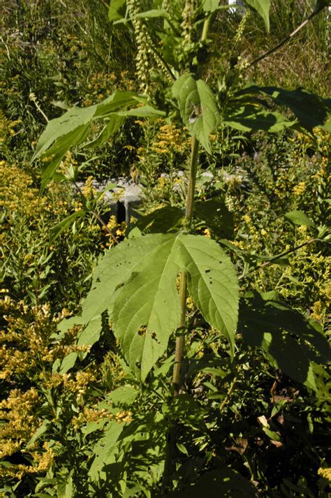 Giant Ragweed Vascular Plants Of Lost Cove Farm · Inaturalist