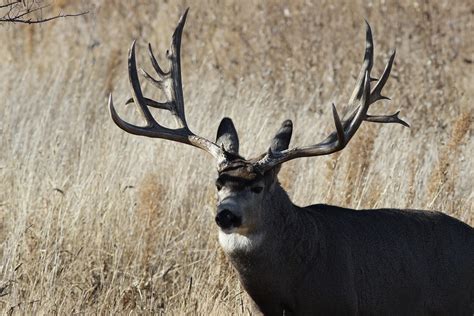 Massive Mule Deer Buck Ray F Flickr