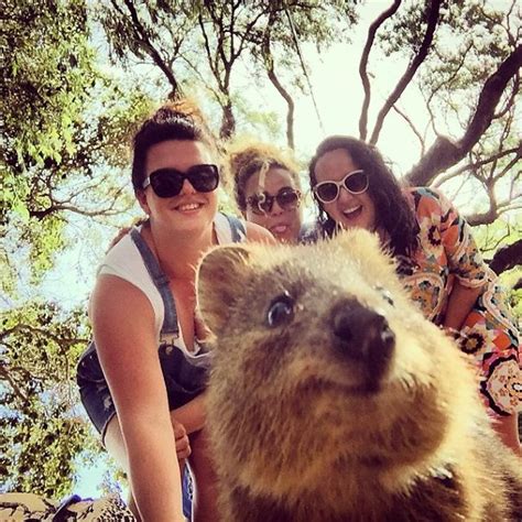 These little marsupials will coat you with sweetness and tug at your heartstrings until you swear your allegiance to them. FOTOS | Conoce al quokka, el animal más fotogénico del ...