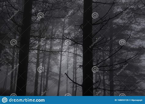 Foggy Woods At Dusk Stock Photo Image Of Dusk Light 168693126
