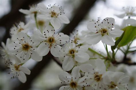 Spring Tree Pear Blossum Flowers Free Nature Pictures By