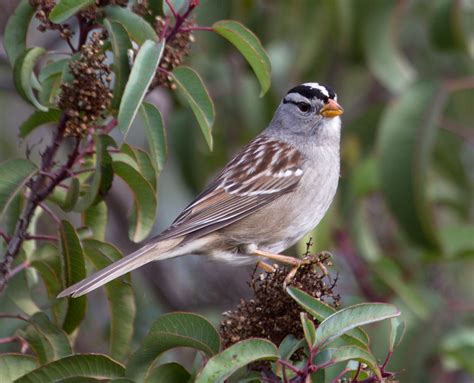 White Crowned Sparrow San Diego Bird Spot