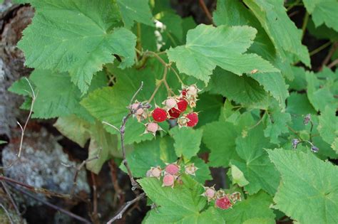 How To Identify Common Wild Berries Farmers Almanac