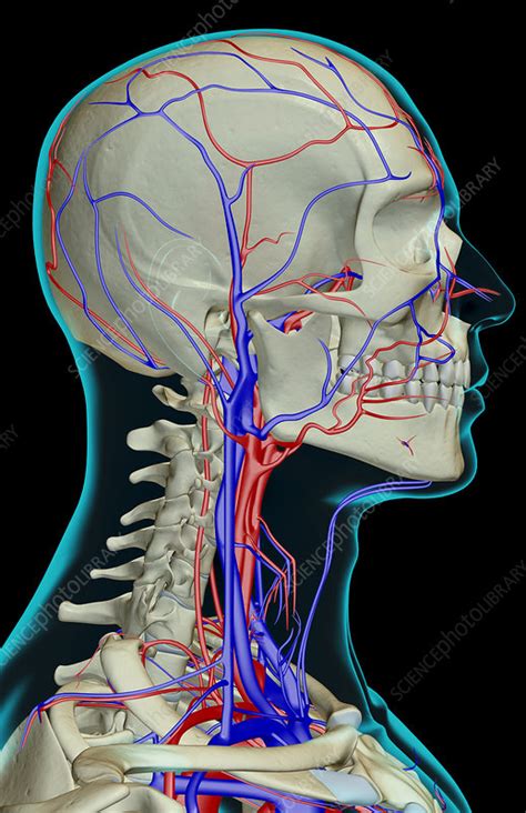 The Blood Supply Of The Head Neck And Face Stock Image F0019468