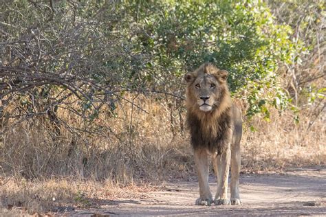 Lions Of Sabi Sabi Sabi Sabi Private Game Reserve Blog