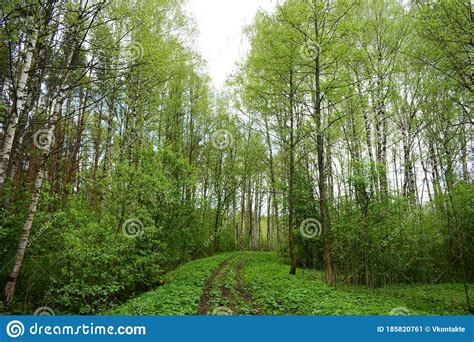 Deciduous Young Birch Forest Trees Road Green Grass Stock Image