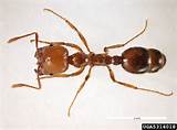 Pictures of What Do Fire Ants Look Like