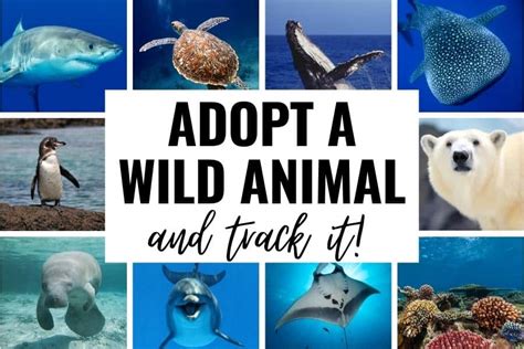 Adopt A Wild Animal And Track It 11 Wildlife Adoptions For Ocean Lovers