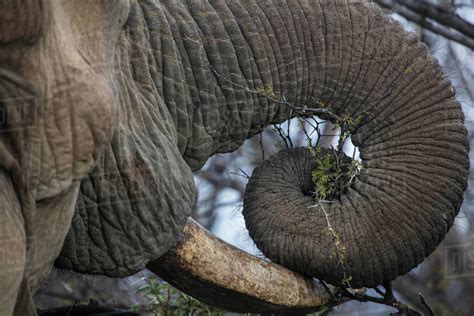 Close Up Of African Elephant Loxodonta Stock Photo Dissolve