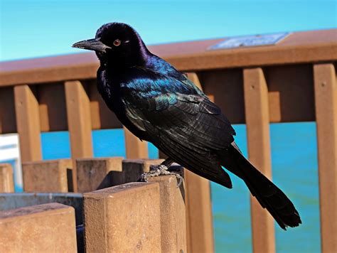 Free Images Nature Wing Wild Beak Blue Fauna Vertebrate Raven Iridescent Black Bird