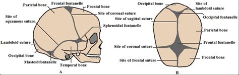 Fontanel Anatomy