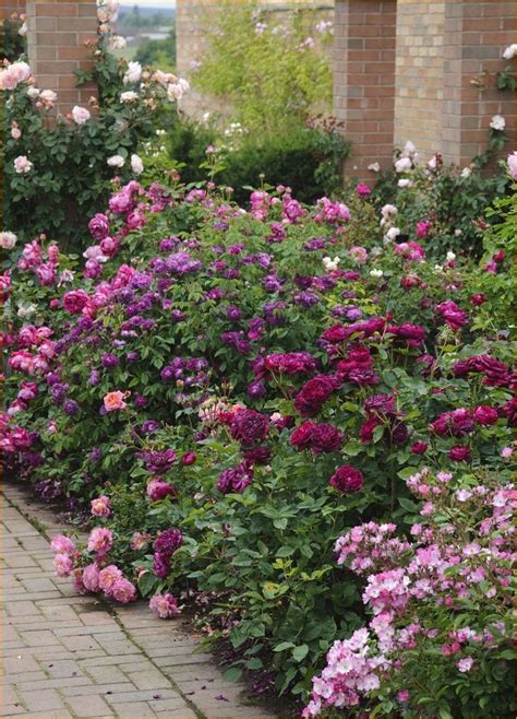 So if you have an urge to create a cottage garden border of your own, here are some plant suggestions. pretty cottage garden border ideas 3 in 2020 | Cottage ...