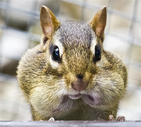 Chipmunk With Its Mouth Full Bong Photograph By Ricky L Jones