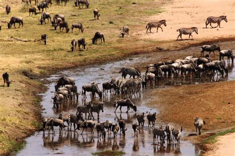 3 Days To Lake Manyara Safari Lake Manyara National Park