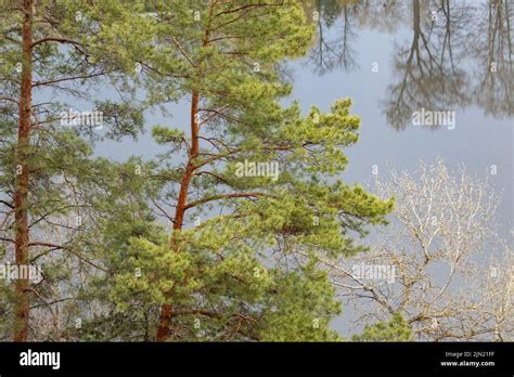 Green Pine Trees Top With Water Mirror Background Spring Forest On