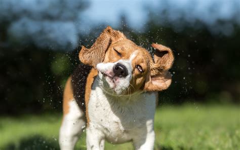 Why Is My Dog Shaking After A Bath