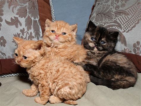 Selkirk Rex - Information, Health, Pictures & Training Pet Paw