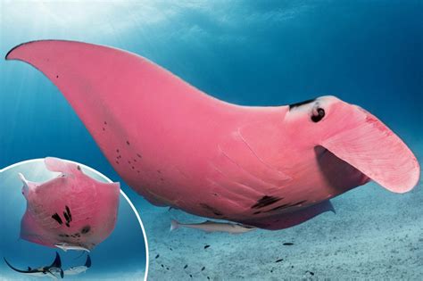 Worlds Only Pink Manta Ray Revealed In Stunning Underwater Photos