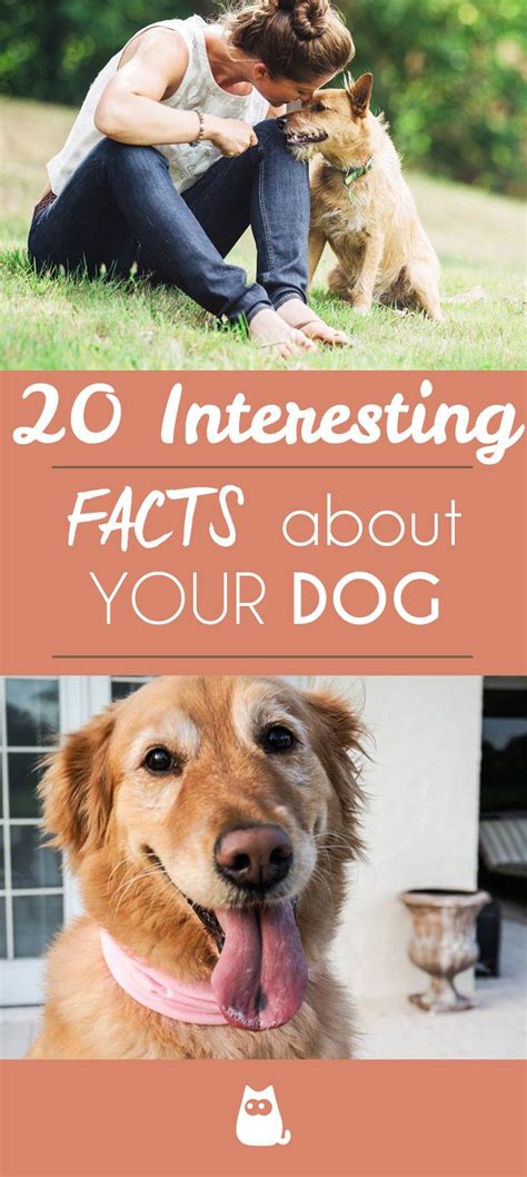 20 Most Interesting Facts About Dogs Fun And Scientific Trivia In