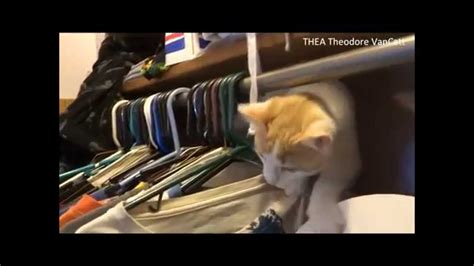 thea theodore vancatt closet adventure time part 2 turkish van cat kitten exploring super cute
