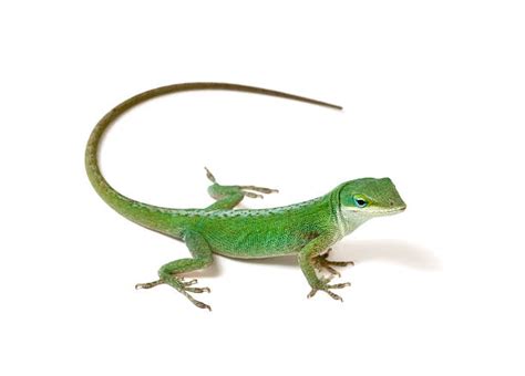 Lizard Stock Photos Pictures And Royalty Free Images Istock