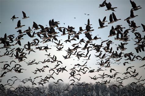 Flocks Of Birds In Flight Birds Flying Birds Flying Flock Of Birds