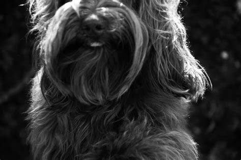Premium Photo Close Up Of Hairy Dog