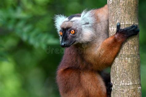 Black Lemur â€ Female Portrait Eulemur Macaco Madagascar Nature