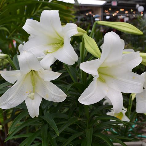 Easter Lilies Homestead Gardens Inc Homestead Gardens Inc