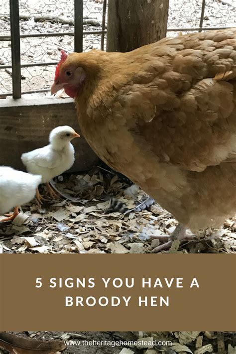 5 signs you have a broody hen the heritage homestead backyard poultry urban chicken farming