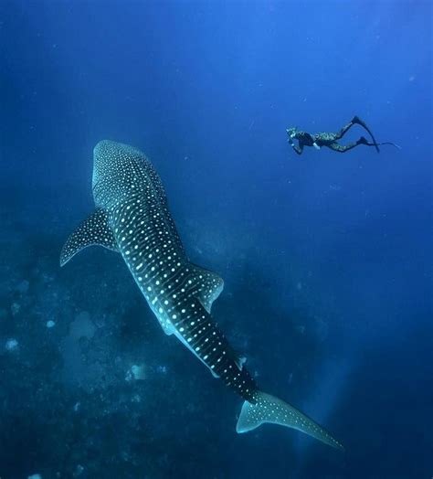 Great Barrier Reef Photos To Make You Want To Visit Whale Shark Diving Shark Diving Scuba