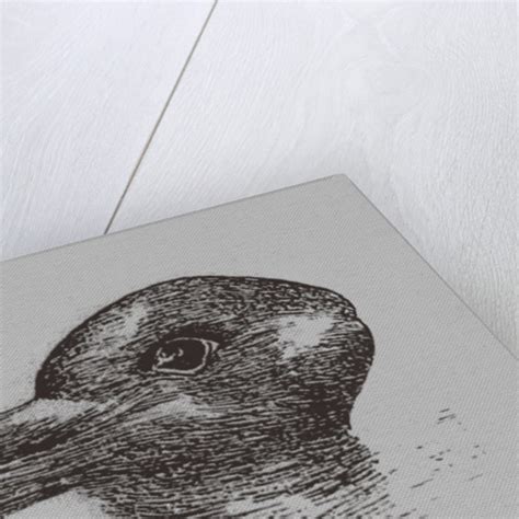 Duck Rabbit Illusion From Jastrow J The Minds Eye Popular Science