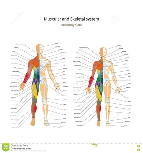 Diagram Back Muscles Female Aflam Neeeak