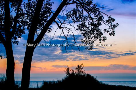 Sunset Photo With Tree And Beach Grass Silhouette Orange And Blue Sky