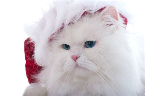 Christmas Cat Stock Photo Image Of Animal Christmas 3578780