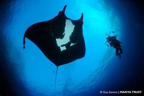 Mantas In The Mood Save Our Seas Foundation