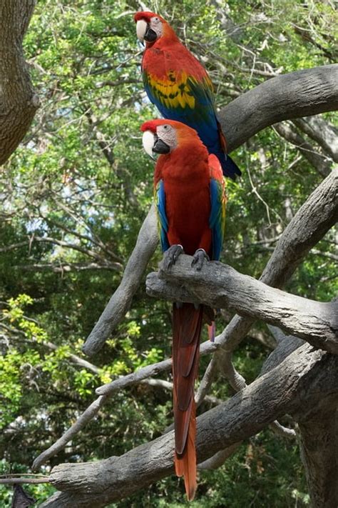 Parrot Wing Beak Jungle Bird Red Feather Nature 20 Inch By 30 Inch