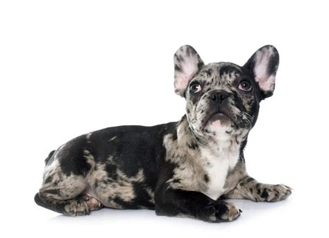 Merle French Bulldog Guide Everything You Should Know